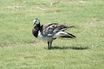 Barnacle Goose