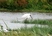 Eurasian Spoonbill