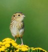 Le Conte's Sparrow