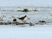 Jack Snipe