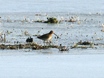 Jack Snipe