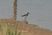 Green Sandpiper