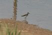 Green Sandpiper