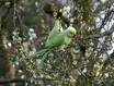 Rose-ringed Parakeet