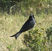 Fork-tailed Drongo