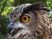 Eurasian Eagle-Owl