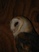 Barn Owl