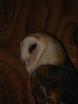 Barn Owl