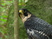 Peregrine Falcon