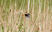 Bearded Reedling