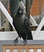 House Crow