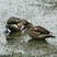 Crested Duck