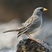 Band-tailed Sierra-Finch