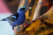 Red-legged Honeycreeper