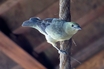 Palm Tanager
