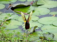 Turrialba, Cartago, Costa Rica