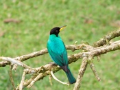 La Fortuna, Alajuela, Costa Rica