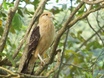 Yellow-headed Caracara