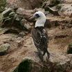 Peruvian Booby