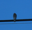 Red-shouldered Hawk