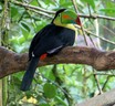 Keel-billed Toucan