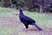 Black Guan