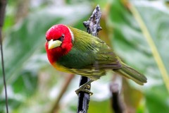 Vara Blanca, Alajuela, Costa Rica