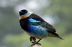 Golden-hooded Tanager