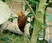 Chestnut-colored Woodpecker