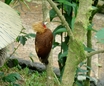 Chestnut-colored Woodpecker