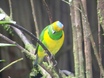 Golden-browed Chlorophonia