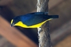 Yellow-throated Euphonia