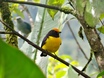 Tawny-capped Euphonia