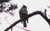 Eastern Wood-Pewee