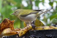 Vara Blanca,Alajuela, Costa Rica Vara Blanca,Alajuela, Costa Rica