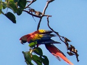Jaco, Puntarenas, Costa rica