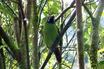 Emerald Toucanet
