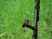 Brown Violet-ear