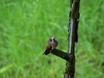 Brown Violet-ear