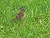 Rufous-collared Sparrow