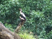 Tarcoles, Puntarenas, costa Rica