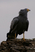 African Harrier-Hawk