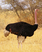 Ostrich