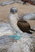 Blue-footed Booby