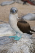 Blue-footed Booby