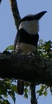 White-necked Puffbird