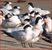 Elegant Tern