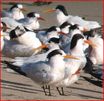 Elegant Tern