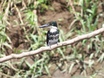 Green Kingfisher