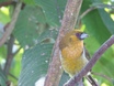 Prong-billed Barbet